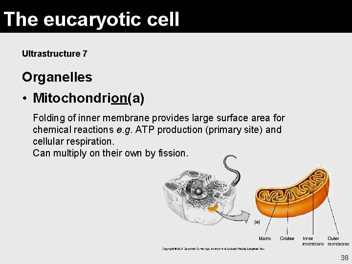 The eucaryotic cell Ultrastructure 7 Organelles • Mitochondrion(a) Folding of inner membrane provides large