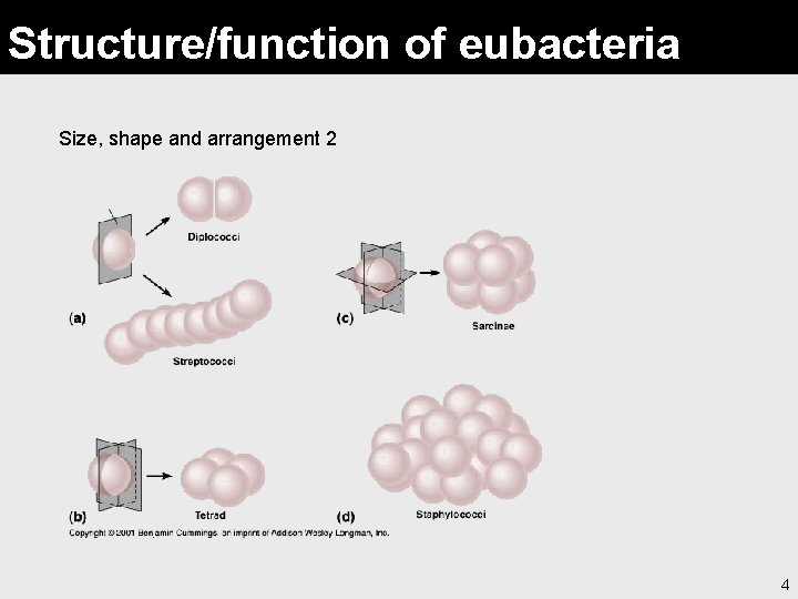 Structure/function of eubacteria Size, shape and arrangement 2 4 