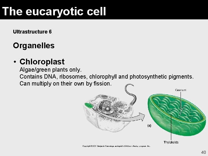 The eucaryotic cell Ultrastructure 6 Organelles • Chloroplast Algae/green plants only. Contains DNA, ribosomes,