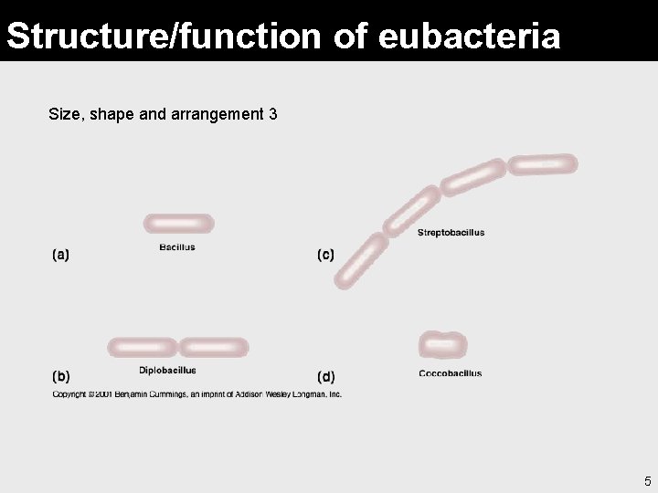 Structure/function of eubacteria Size, shape and arrangement 3 5 
