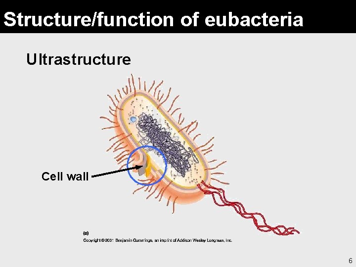 Structure/function of eubacteria Ultrastructure Cell wall 6 