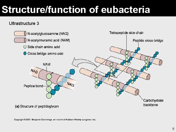 Structure/function of eubacteria Ultrastructure 3 9 