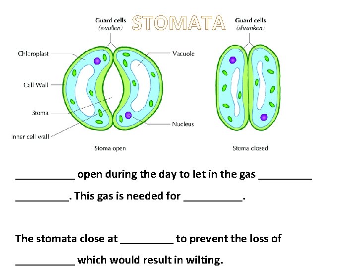 STOMATA _____ open during the day to let in the gas _________. This gas