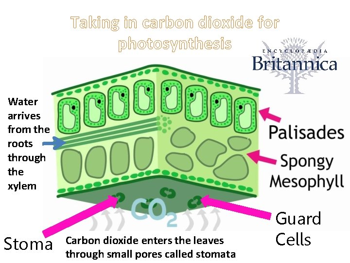 Taking in carbon dioxide for photosynthesis Water arrives from the roots through the xylem