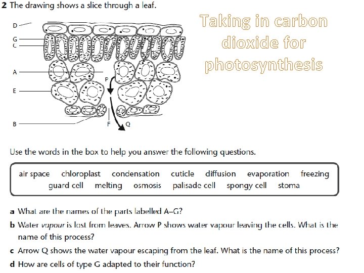 Taking in carbon dioxide for photosynthesis 