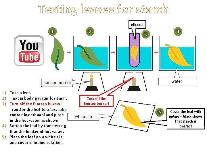 Testing leaves for starch ethanol 1 1) Take a leaf. 2) Heat in boiling