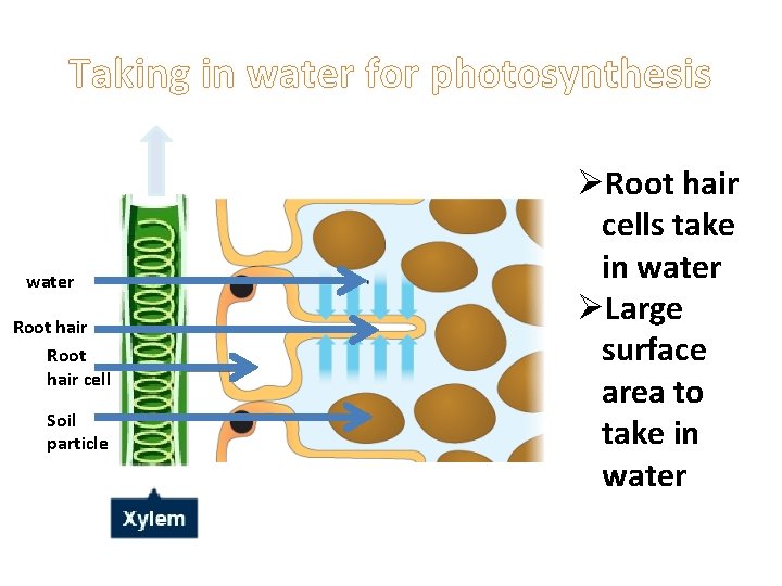 Taking in water for photosynthesis water Root hair cell Soil particle ØRoot hair cells