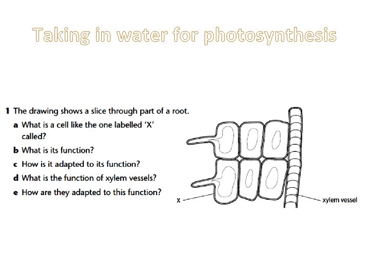 Taking in water for photosynthesis 