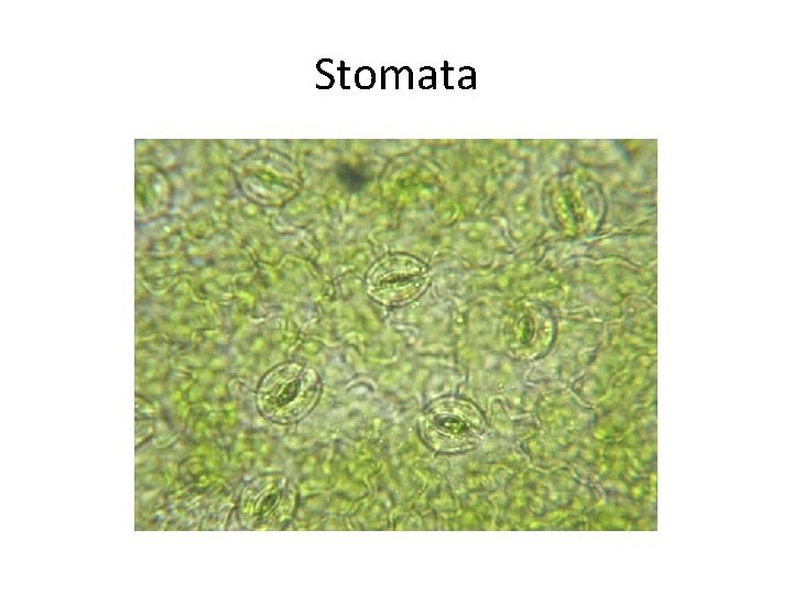 Stomata 