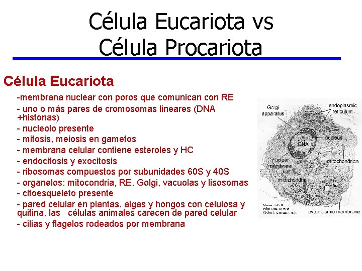 Célula Eucariota vs Célula Procariota Célula Eucariota -membrana nuclear con poros que comunican con