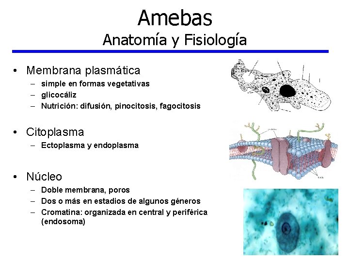 Amebas Anatomía y Fisiología • Membrana plasmática – simple en formas vegetativas – glicocáliz