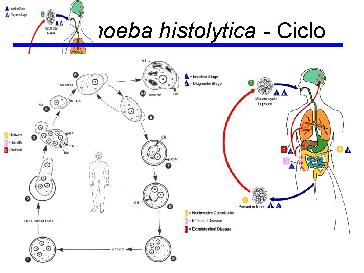 Entamoeba histolytica - Ciclo 