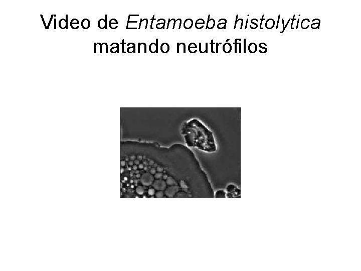 Video de Entamoeba histolytica matando neutrófilos 