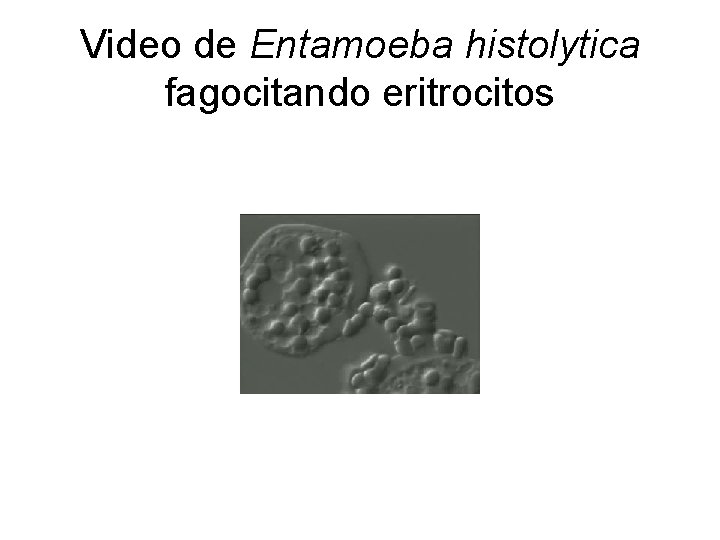 Video de Entamoeba histolytica fagocitando eritrocitos 