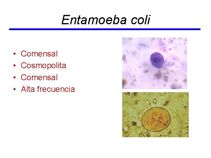 Entamoeba coli • • Comensal Cosmopolita Comensal Alta frecuencia 