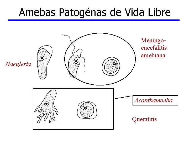 Amebas Patogénas de Vida Libre Meningoencefalitis amebiana Naegleria Acanthamoeba Queratitis 