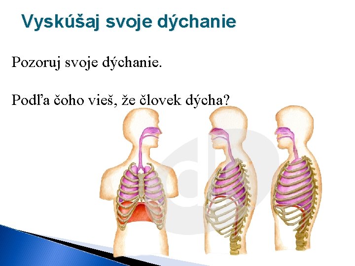 Vyskúšaj svoje dýchanie Pozoruj svoje dýchanie. Podľa čoho vieš, že človek dýcha? 