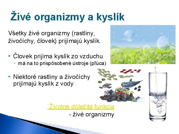 Živé organizmy a kyslík Všetky živé organizmy (rastliny, živočíchy, človek) prijímajú kyslík. Človek prijíma