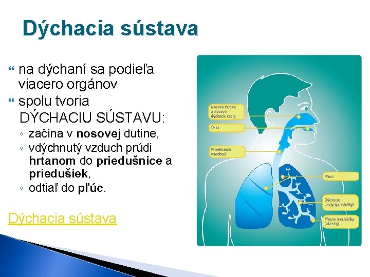 Dýchacia sústava na dýchaní sa podieľa viacero orgánov spolu tvoria DÝCHACIU SÚSTAVU: ◦ začína