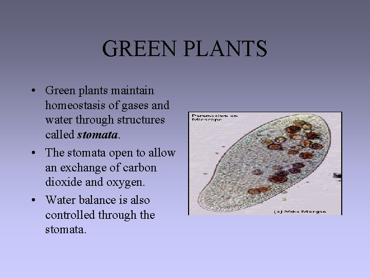 GREEN PLANTS • Green plants maintain homeostasis of gases and water through structures called