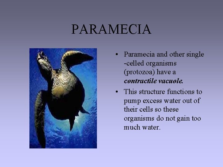 PARAMECIA • Paramecia and other single -celled organisms (protozoa) have a contractile vacuole. •