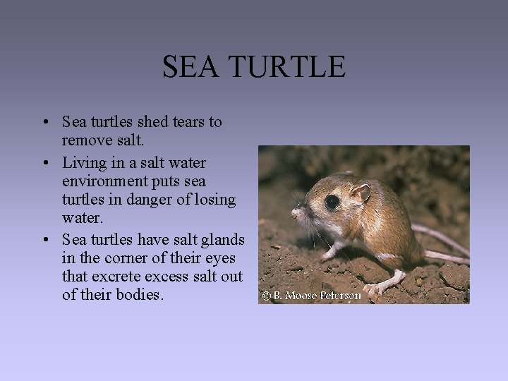 SEA TURTLE • Sea turtles shed tears to remove salt. • Living in a