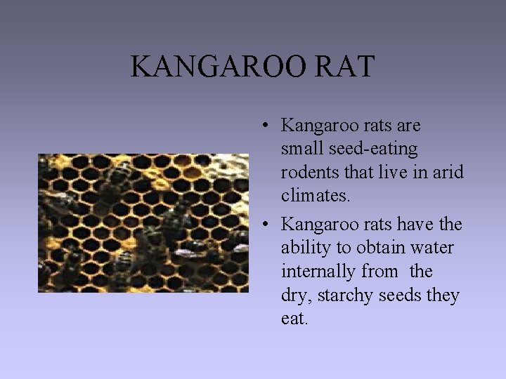 KANGAROO RAT • Kangaroo rats are small seed-eating rodents that live in arid climates.