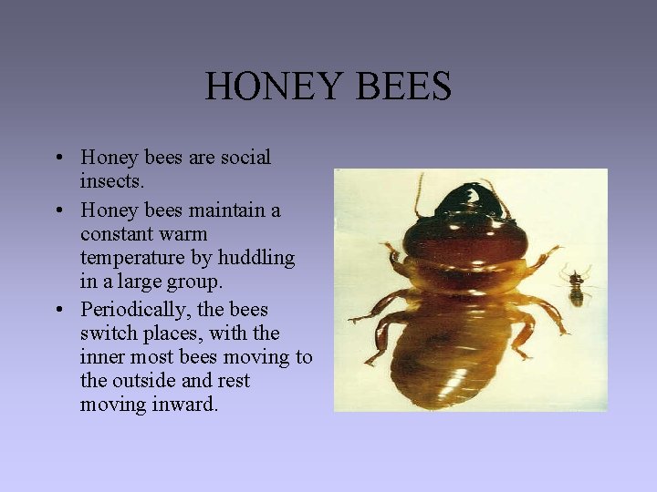 HONEY BEES • Honey bees are social insects. • Honey bees maintain a constant