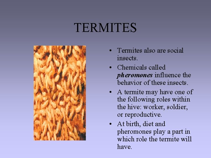 TERMITES • Termites also are social insects. • Chemicals called pheromones influence the behavior