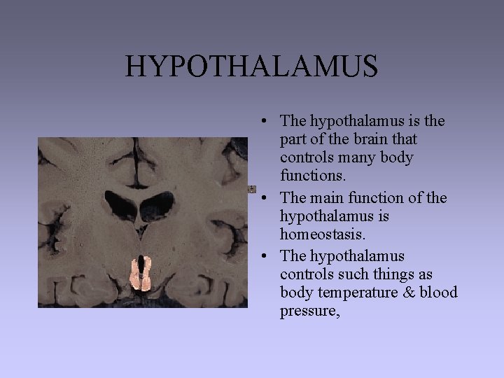 HYPOTHALAMUS • The hypothalamus is the part of the brain that controls many body