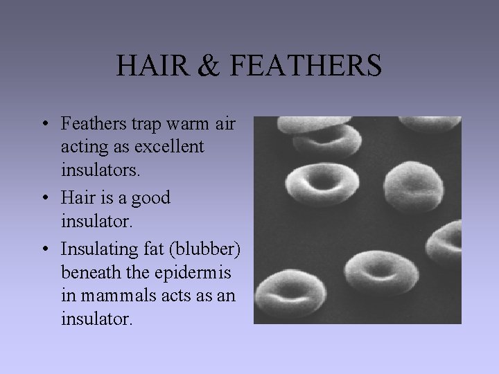 HAIR & FEATHERS • Feathers trap warm air acting as excellent insulators. • Hair