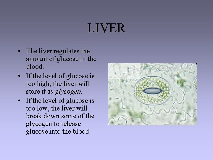 LIVER • The liver regulates the amount of glucose in the blood. • If