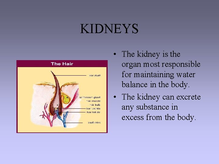 KIDNEYS • The kidney is the organ most responsible for maintaining water balance in