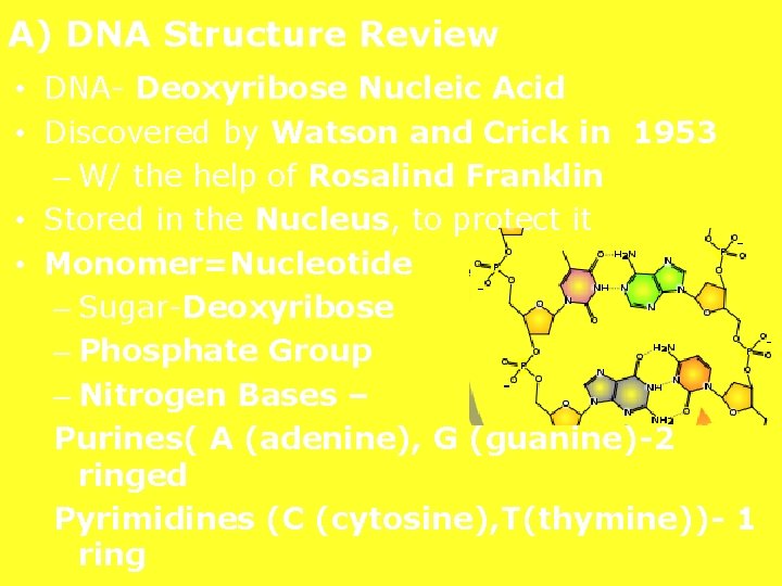 A) DNA Structure Review • DNA- Deoxyribose Nucleic Acid • Discovered by Watson and