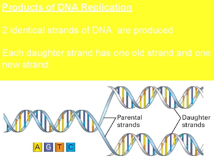 Products of DNA Replication 2 identical strands of DNA are produced Each daughter strand