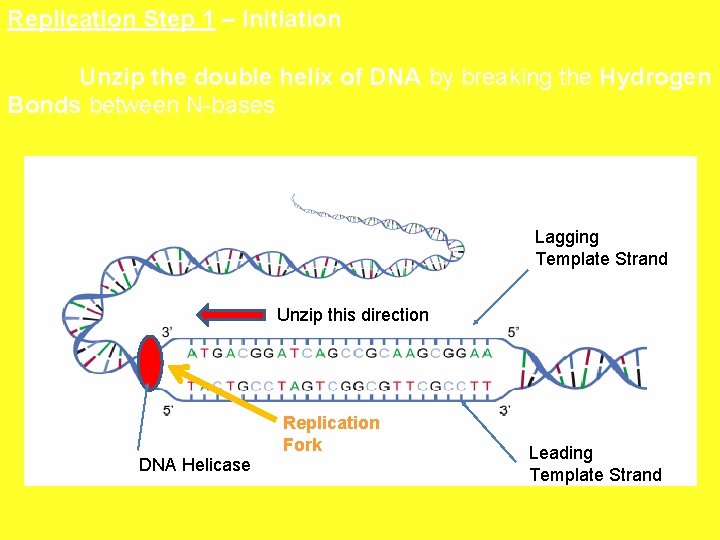 Replication Step 1 – Initiation Unzip the double helix of DNA by breaking the