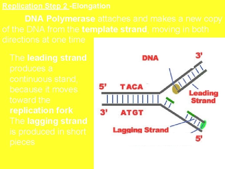 Replication Step 2 -Elongation DNA Polymerase attaches and makes a new copy of the