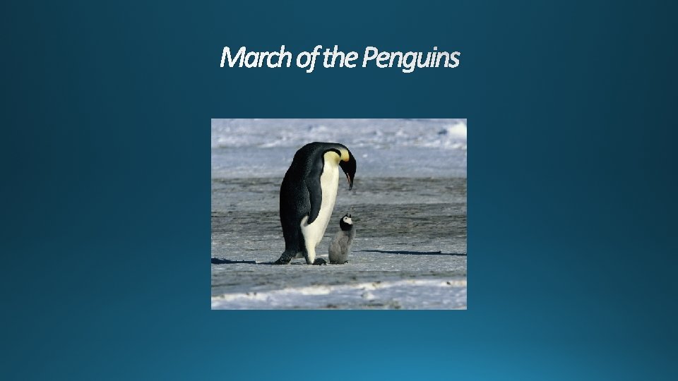 March of the Penguins 
