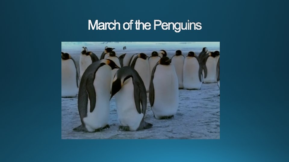 March of the Penguins 