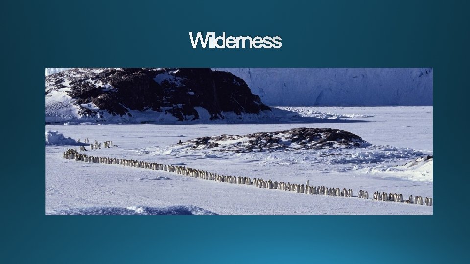 Wilderness 