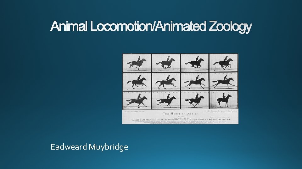 Animal Locomotion/Animated Zoology Eadweard Muybridge 