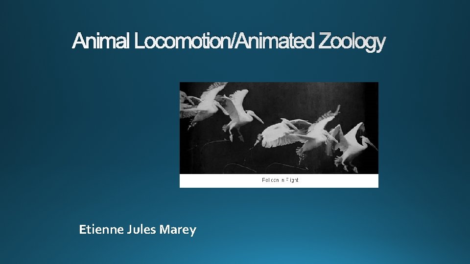 Animal Locomotion/Animated Zoology Etienne Jules Marey 
