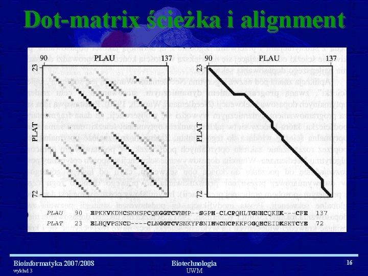 Dot-matrix ścieżka i alignment Bioinformatyka 2007/2008 wykład 3 Biotechnologia UWM 16 