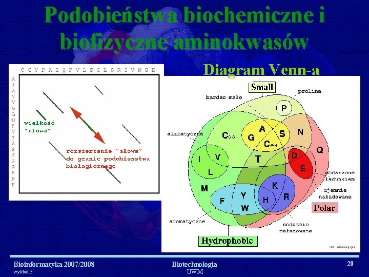 Podobieństwa biochemiczne i biofizyczne aminokwasów Diagram Venn-a Bioinformatyka 2007/2008 wykład 3 Biotechnologia UWM 20