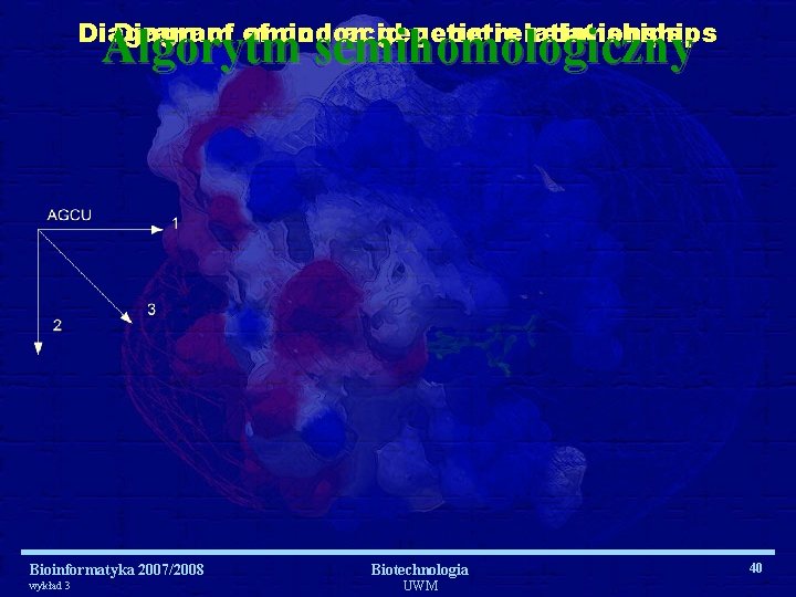 Diagram of of amino codon acid genetic relationships Algorytm semihomologiczny Bioinformatyka 2007/2008 wykład 3