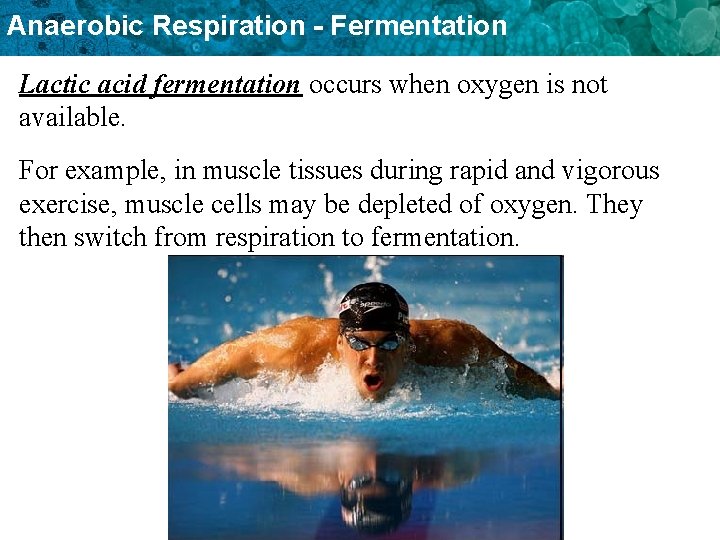 Anaerobic Respiration - Fermentation Lactic acid fermentation occurs when oxygen is not available. For