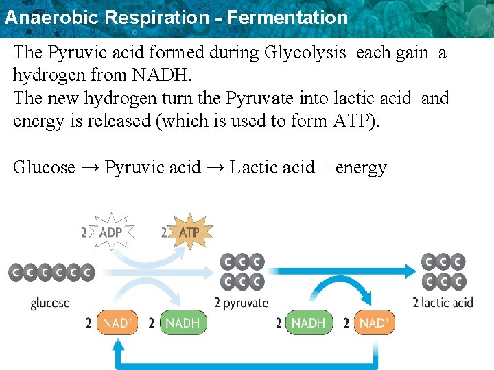 Anaerobic Respiration - Fermentation The Pyruvic acid formed during Glycolysis each gain a hydrogen