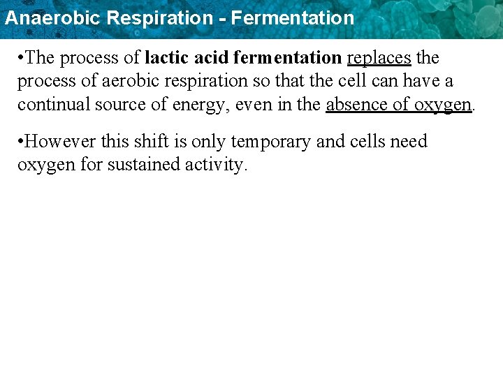 Anaerobic Respiration - Fermentation • The process of lactic acid fermentation replaces the process