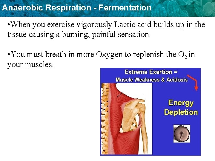 Anaerobic Respiration - Fermentation • When you exercise vigorously Lactic acid builds up in