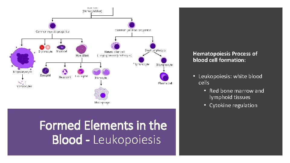 Hematopoiesis Process of blood cell formation: • Leukopoiesis: white blood cells • Red bone